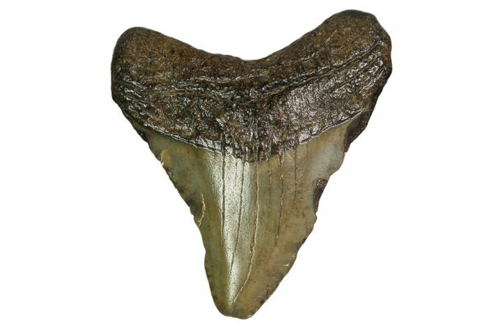 Juvenile Megalodon Tooth - Georgia #158810